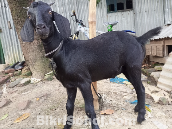 দেশি জাতের খাশি